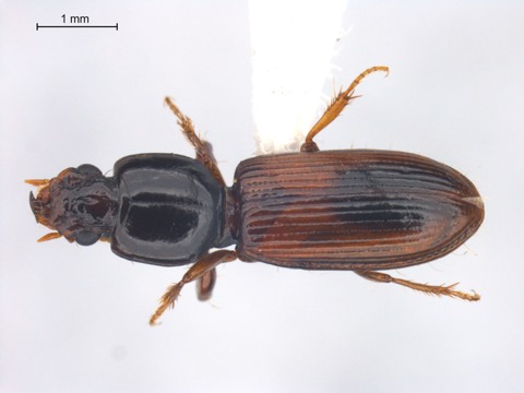 Clivina collaris